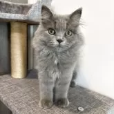 ブリティッシュロングヘア【静岡県・男の子・2025年4月28日・ブルー】の写真7