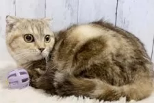 スコティッシュフォールド(折れ耳)【静岡県・女の子・2024年10月20日・ブラウンパッチドタビー】の写真7