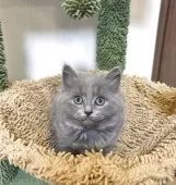 シャルトリュー【静岡県・女の子・2025年11月1日・ブルー】の写真8