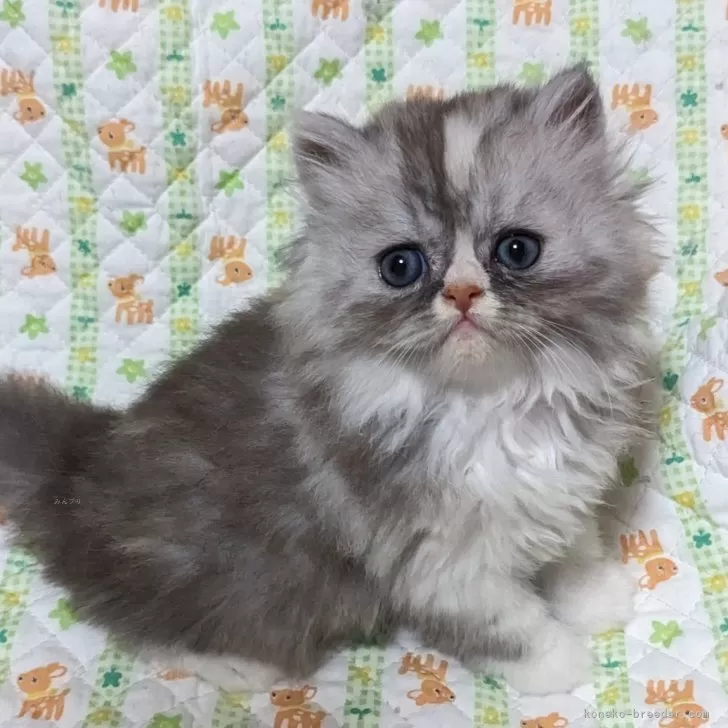 ID:2408-02940の子猫