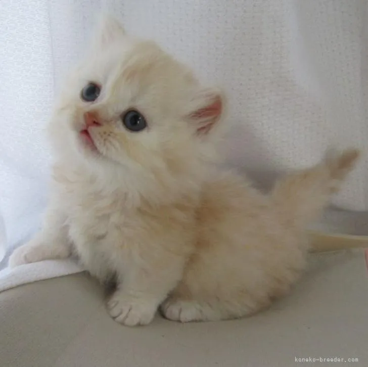 ID：2206-01335の子猫