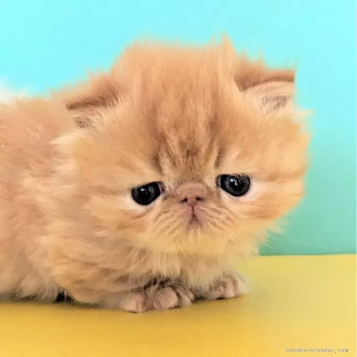 ID：2403-01376の子猫