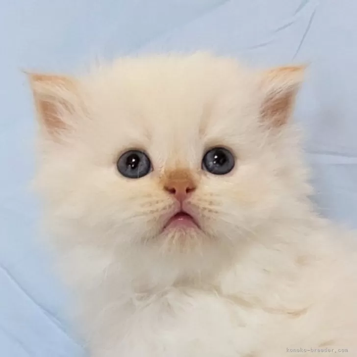ID:2411-00755の子猫