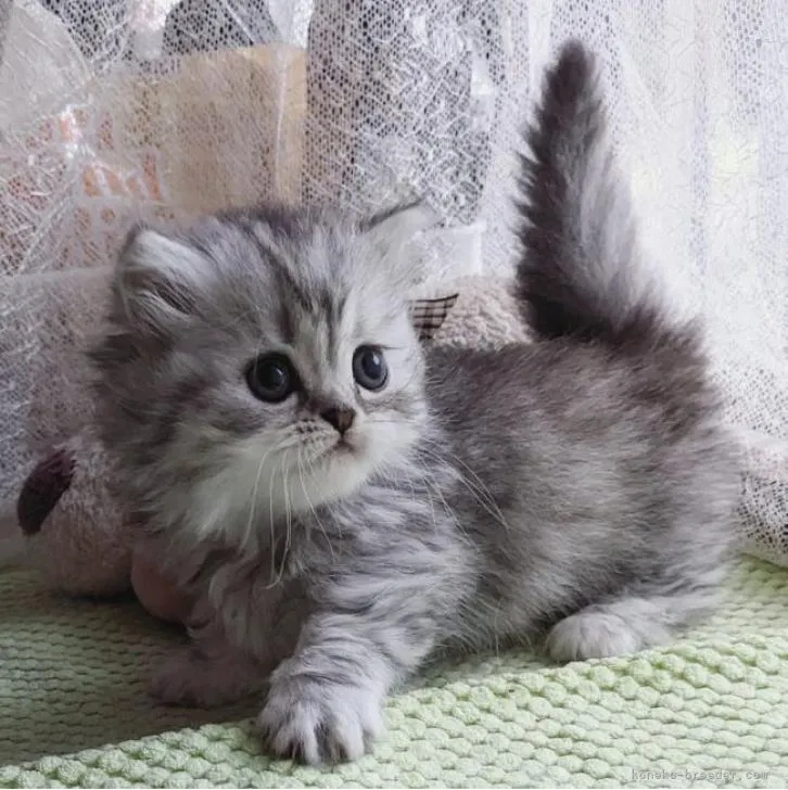 ID:2209-01140の子猫