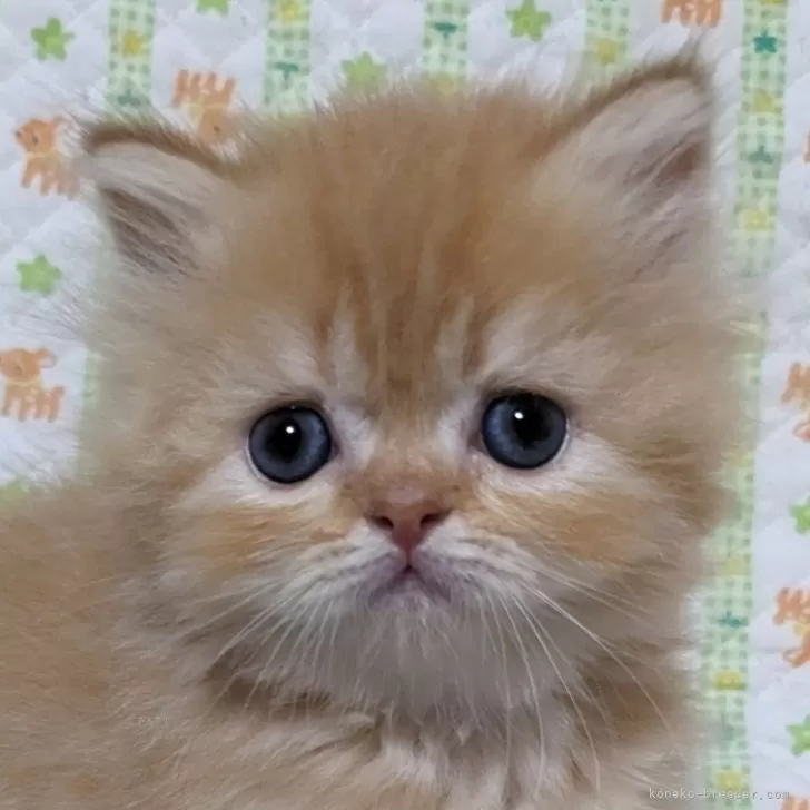 ID：2408-02850の子猫