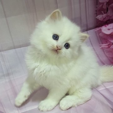ミヌエット(長足)【埼玉県・男の子・2024年7月14日・クリームポイント】の写真「情けなげな青い目が可愛いクリームポイントくん🩷」