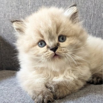 ミヌエット(長足)【埼玉県・男の子・2024年9月29日・シールリンクスポイント】の写真「子ダヌキみたいで人懐こい可愛い長足男の子🩷」