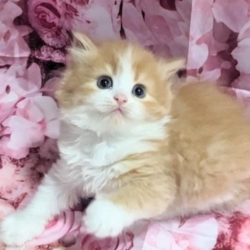 ミヌエット(長足)【埼玉県・女の子・2024年7月14日・レッド&ホワイト】の写真「ハチワレ美人になりそうな陽気な長足女の子🩷」