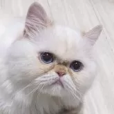 ミヌエット(長足)【埼玉県・男の子・2024年1月2日・レッドポイント (フレイムポイント)】の写真1