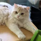 ミヌエット(長足)【埼玉県・男の子・2022年8月8日・クリーム&ホワイト】の写真1「9月7日」