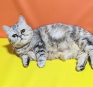 ミヌエット【・女の子・2022年4月6日・シルバークラシックトービー】