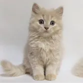 ミヌエット(長足)【埼玉県・男の子・2023年6月3日・クリームスモーク】の写真5「69日目」