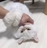 ミヌエット(長足)【埼玉県・男の子・2024年1月2日・レッドポイント (フレイムポイント)】の写真5