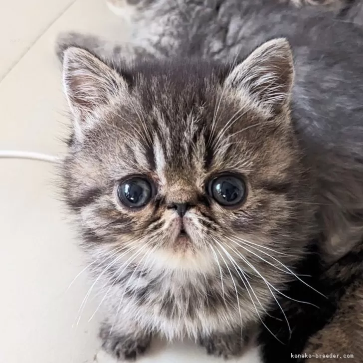 ID：2502-01652の子猫