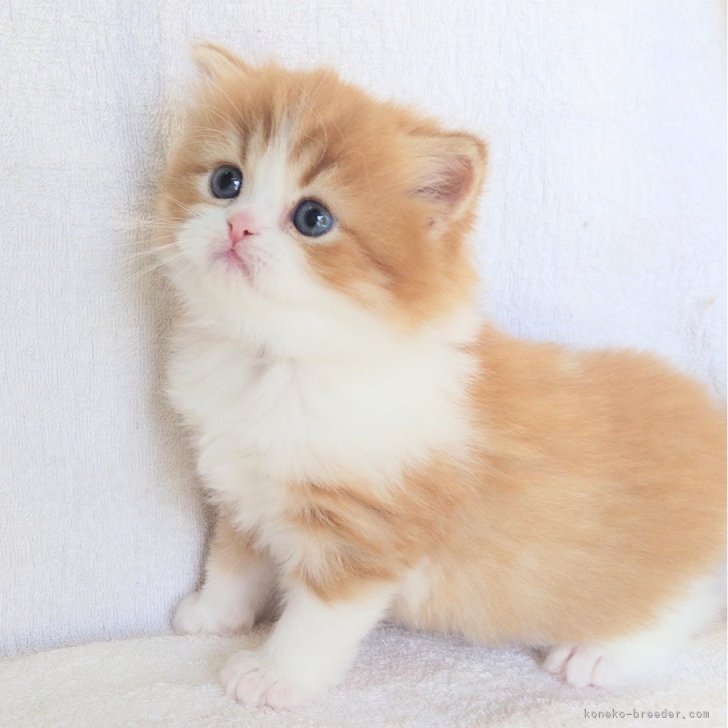 ブリーダー画像