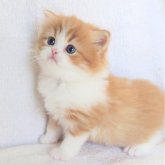 ミヌエット(長足)