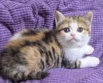 ミヌエット(長足)【埼玉県・女の子・2025年4月9日・縞三毛/ブラウントービー&ホワイト】の写真3