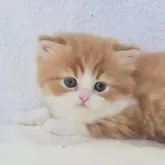 ミヌエット(長足)【埼玉県・男の子・2025年11月4日・レッドマッカレルタビー&ホワイト】の写真4