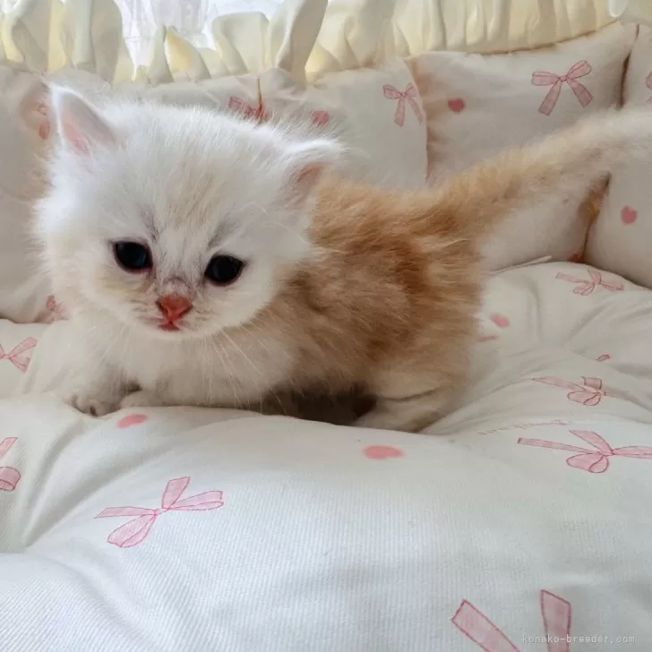 ID：2504-01319の子猫