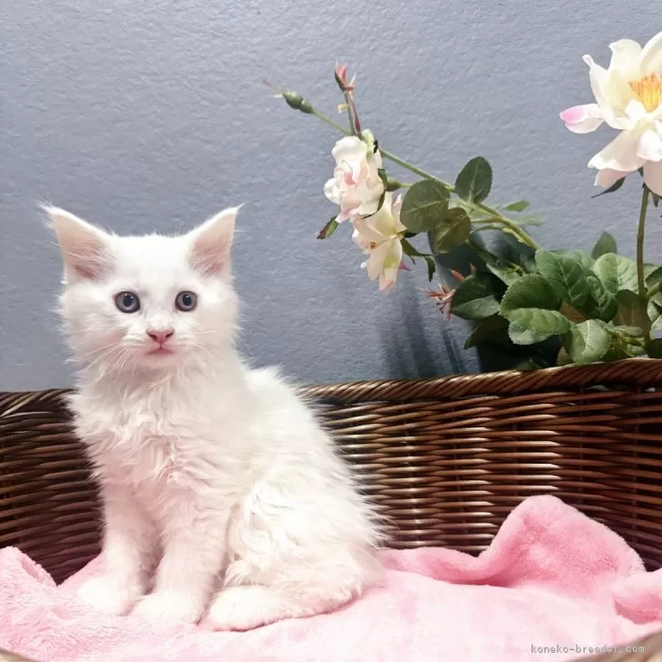ID:2506-02464の子猫
