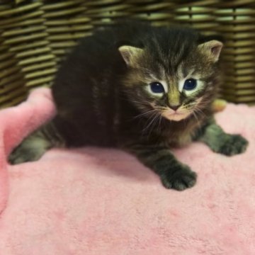 メインクーン【三重県・女の子・2025年11月1日・ブラウンタビー】の写真「お顔の可愛いドデカボディ♡」