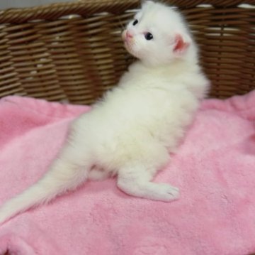 メインクーン【三重県・女の子・2025年11月1日・ホワイト&ブルー】の写真「1番ビッグで珍しい柄✨」