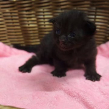 メインクーン【三重県・男の子・2025年11月1日・ブラック】の写真「お父さんにそっくりな美形♡♡」