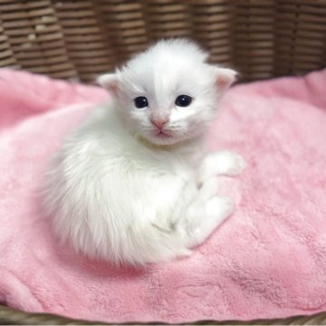 メインクーン【三重県・女の子・2025年11月1日・ホワイト】の写真「美人になること間違いなしな整いさん！！」