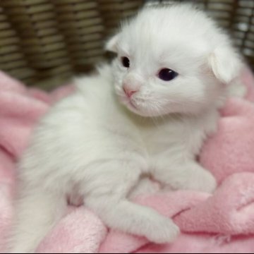 メインクーン【三重県・男の子・2025年11月1日・ホワイト】の写真「むちむちなアンヨにしっかりしたマズル！！」