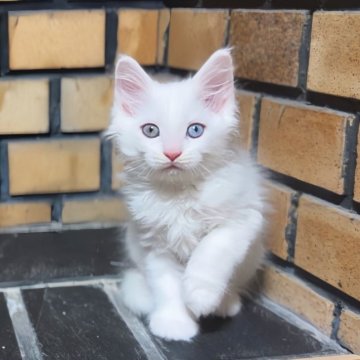 メインクーン【三重県・男の子・2025年11月1日・ホワイト】の写真「のんびり気質でとってもかわいい！！」