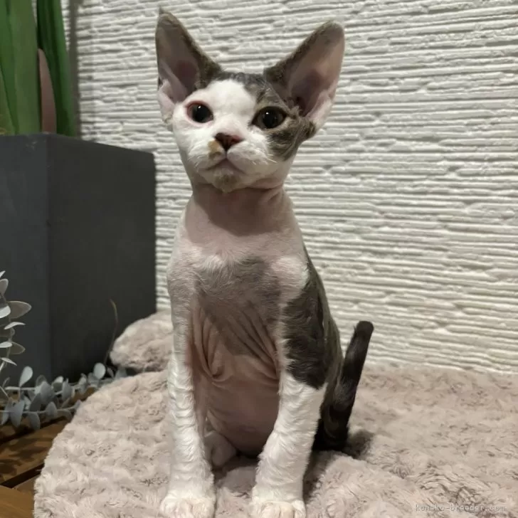 ID:2408-02401の子猫