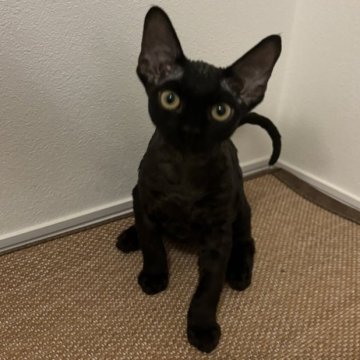 デボンレックス【千葉県・男の子・2024年5月26日・ブラック】の写真「とても愛らしい外見をしているクオリティの高い子」