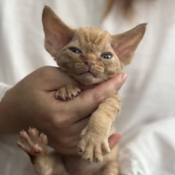 デボンレックス【千葉県・男の子・2024年7月16日・ゴールド】の写真「いつもニコニコしてヤンチャな子です。」