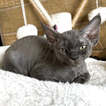 デボンレックス【千葉県・男の子・2025年9月10日・巻き毛】の写真「ブルーの巻き毛が魅力的なデボンレックスの女の子」