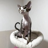 デボンレックス
