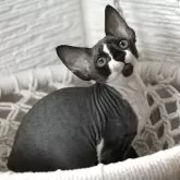 デボンレックス