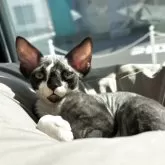 デボンレックス