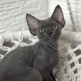 デボンレックス