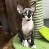 デボンレックス