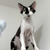 デボンレックス