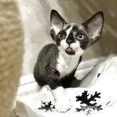 デボンレックス