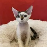 デボンレックス【愛媛県・男の子・2022年4月26日・ブラックマッカレルタビー&ホワイト】の写真1「９月５日撮影」