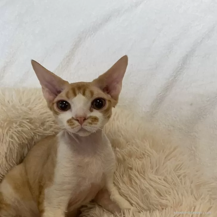 デボンレックス【愛媛県・男の子・2024年8月14日・レッドクラシックタビー&amp;ホワイト】の写真1