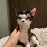 デボンレックス