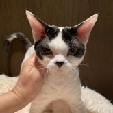 デボンレックス