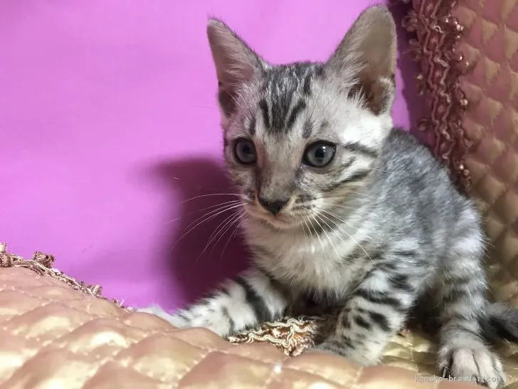 わかめちゃん 様のお迎えした子猫