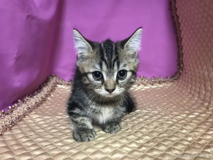 ヒロ 様のお迎えした子猫