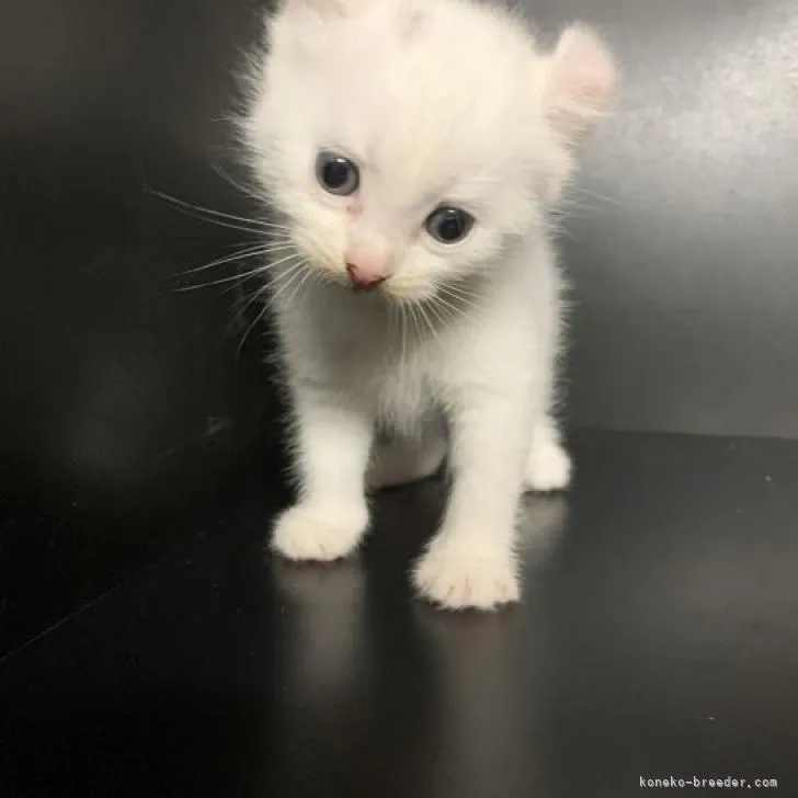 ID:2206-03308の子猫