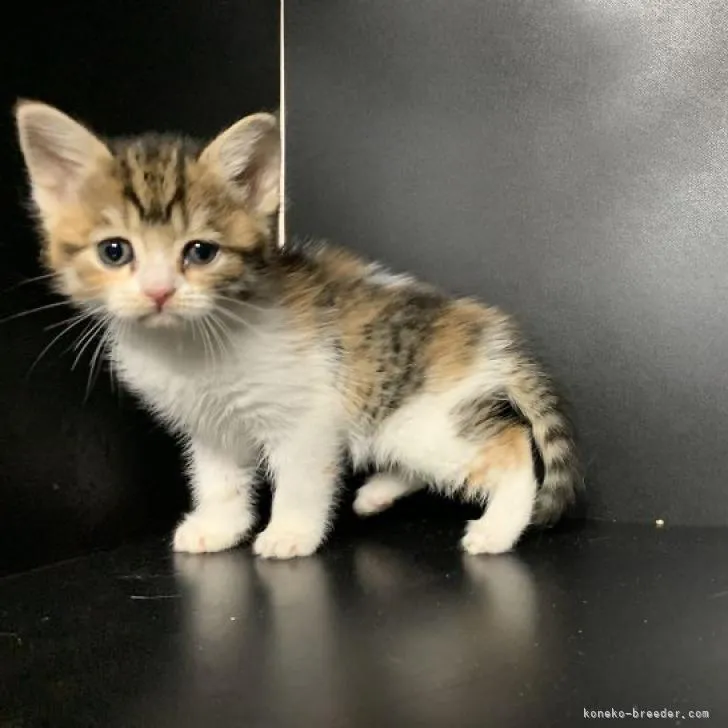 ID：2301-00722の子猫