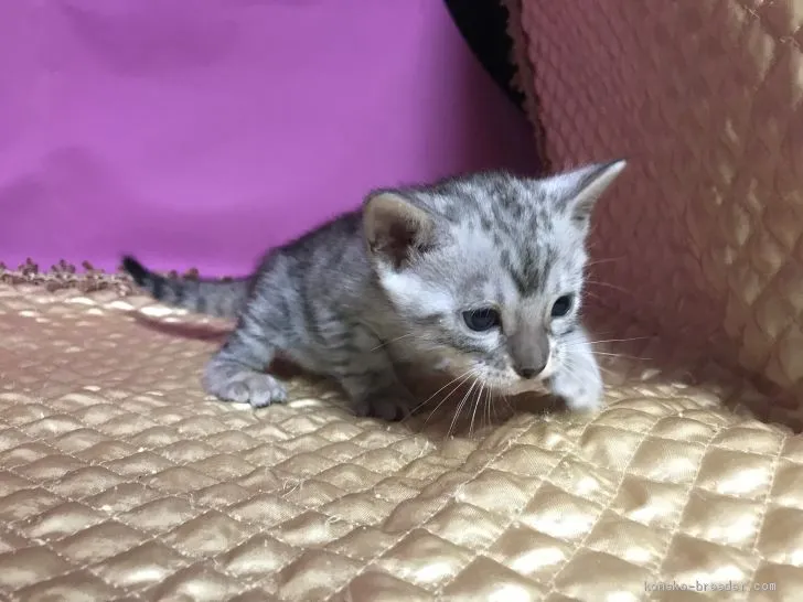 Banri 様のお迎えした子猫